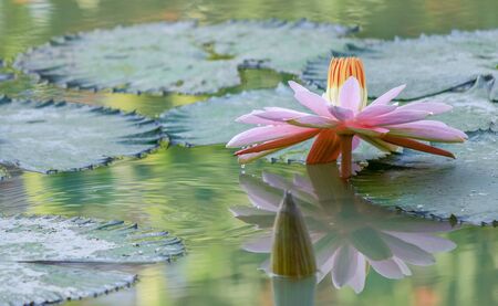 lotus blossom and water ripples in the morningの写真素材