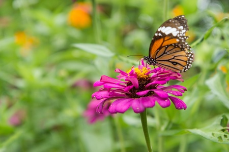 Butterfly and  pink flower on green leaf backgroundの写真素材