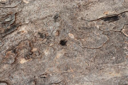 close up  dry bark background with  textureの写真素材