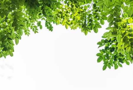 Green leaf on white background の写真素材