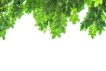 green leaf frame  and white  backgroundの写真素材