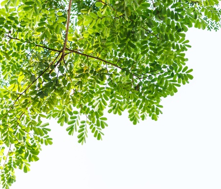 Green leaf frame  and white  background.の写真素材