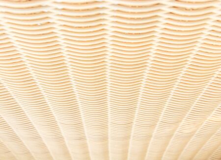 Rattanの写真素材