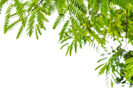 green leaf frame  and white  background.の写真素材