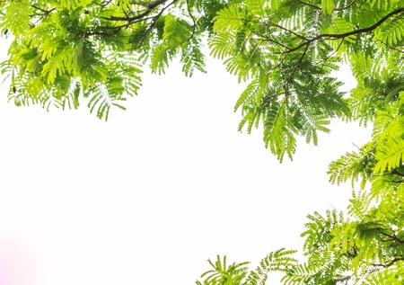Green leaf frame  and white  background.の写真素材