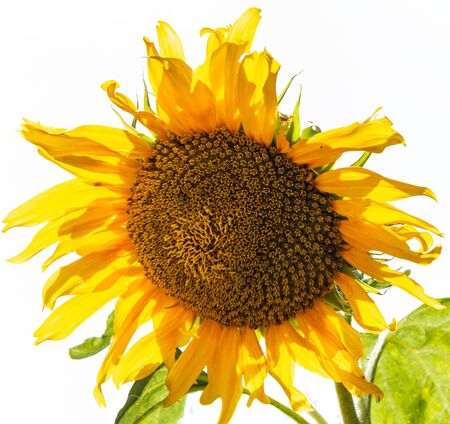 Sunflower isolated on white backgroundの写真素材