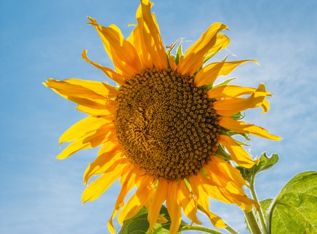 Close up sunflower under blue skyの写真素材