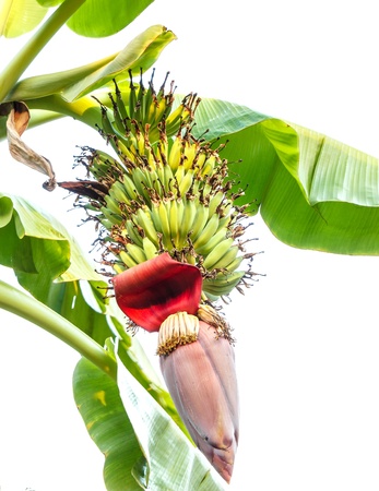 Banana tree isolated on white backgroundの写真素材