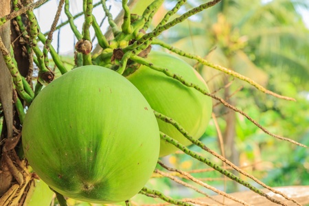 Fresh coconut on the treeの写真素材