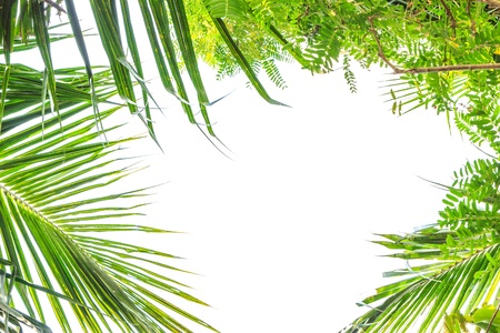 Green coconut tree leafs isolated on whiteの写真素材