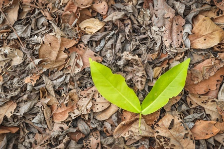 A lot of brown and grey dry leaves and fresh leaf lying on the groundの写真素材