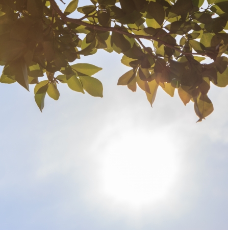 vintage green leaves and blue skyの写真素材