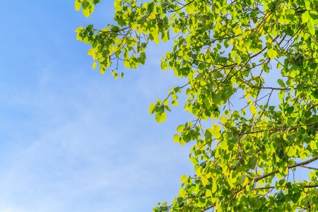 Green leaf and blue sky backgroundの写真素材