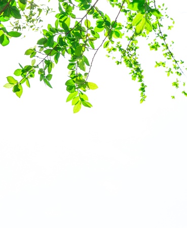 Green leafs isolated on whiteの写真素材