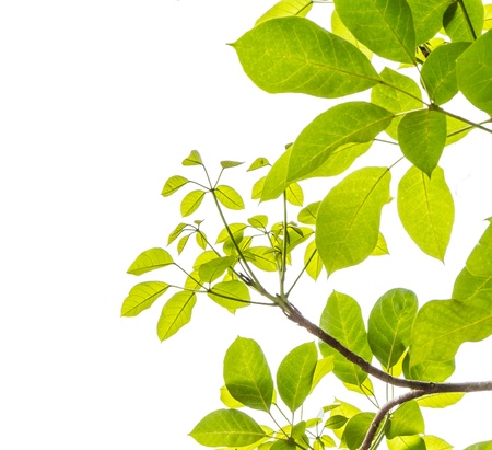 green leaf frame isolate on whiteの写真素材