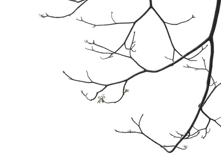 branch isolate on white background