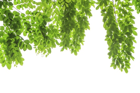 green leaves frame  on white backgroundの写真素材