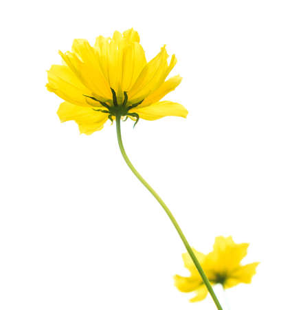 yellow flowers isolated on white backgroundの写真素材