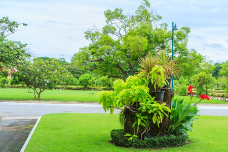 summer tree in park and cloudの写真素材
