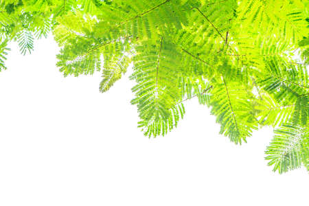 green leaf frame isolated on whiteの写真素材