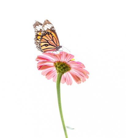 pink gerbera with butterfly on white backgroundの写真素材