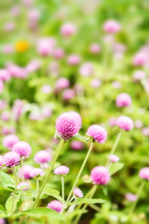 pink spring flowers in gardenの写真素材