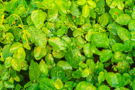 fresh green leaves with water drop backgroundの写真素材