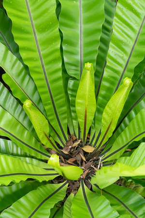 bird nest fern native to tropical southeastern Asia, eastern Australia, Hawaiiの写真素材