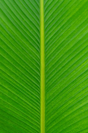 calathea plants green leaves close up background