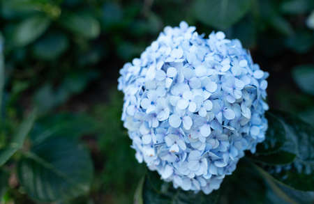 close-up blue hydrangea flowers and blur green leafの写真素材