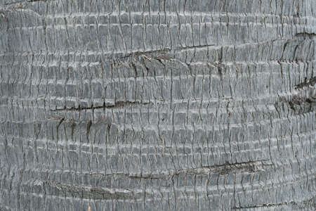 bark of big toddy palm background texture
