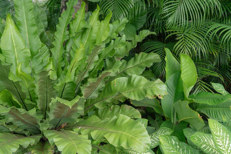 bird nest fern native to tropical southeastern Asia, eastern Australia, Hawaii