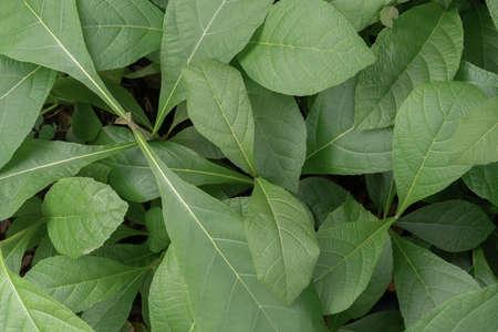 Top view teak tropical green  exotic leaves background