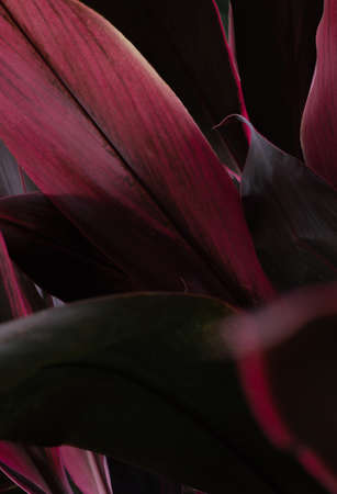 close-up Cordyline tropical exotic leaves background