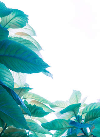 Pisonia grandis tropical leaf tree on white backgroundの写真素材
