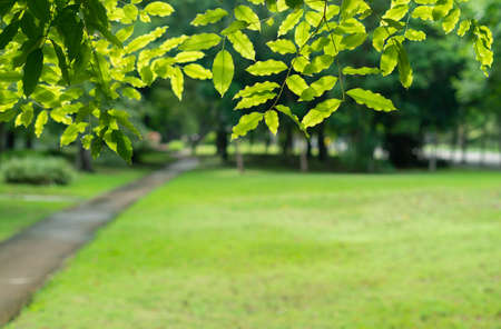 fresh green leaves frame blur bokeh background