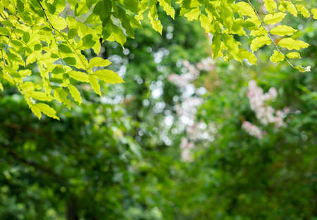 fresh green leaves frame blur bokeh background