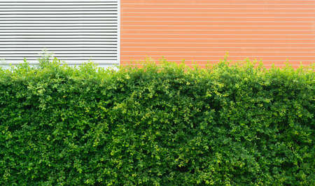 Ficus annulata green leaves tree texture background