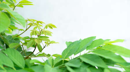 soft light fresh green leaves  on white backgroundの写真素材