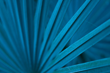 Close-up macro soft focus bright blue light and shadow exotic palm leaves texture abstract pattern...