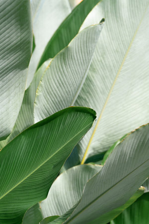 exotic tropical botanical  background  fresh green leaves plant foliage with copy space.concept idea...