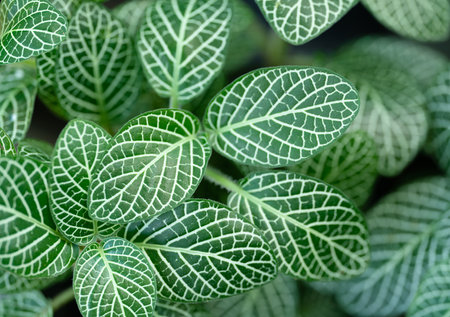 exotic close-up macro tropical botanical  background fresh green tiny leaves plant foliage.concept...