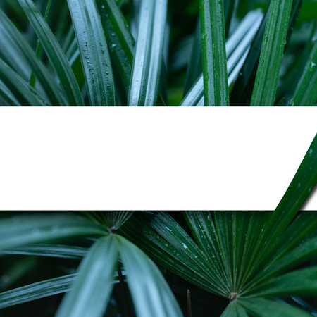 exotic fresh  dark green soft light and shadow palm leaves foliage plant background with white rectangle shape at center copy space.concept idea for summertime,tropical forest travel,botanical design.の写真素材