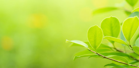 Close-up macro soft focus fresh green leaves blur background.concept idea for ecology backdrop,desktop wallpaper,website cover design.の写真素材