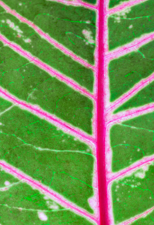 exotic tropical botanical dark background  fresh emerald green leaves plant foliage with copy space.concept idea for summertime wallpaper,rainforest backdrop,natural design.の写真素材