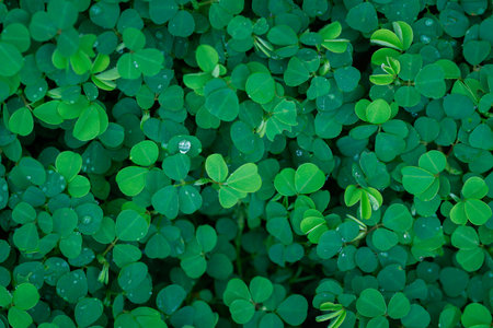 exotic tropical botanical dark background  fresh emerald green leaves plant foliage with copy...