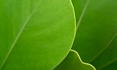 close up macro abstract curve line edge of tropical botanical background fresh green round leaves...