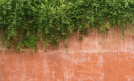 leaves vine tree on orange grunge rough concrete wall background.の写真素材