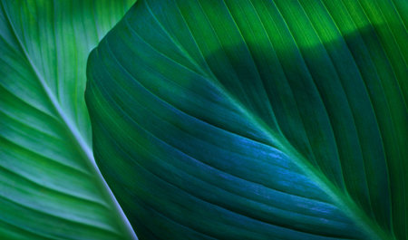 close up macro exotic fresh green leave texture tropical plant of spathiphyllum cannifolium in soft...