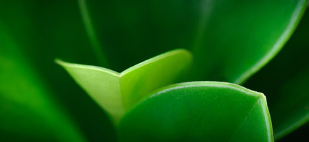 close up macro abstract curve line edge of tropical botanical background fresh green round leaves...
